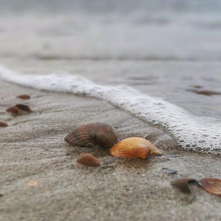 Muscheln am Strand