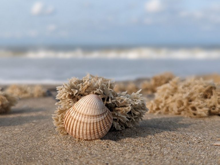 Muschel am Strand